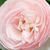 Roz - Trandafir englezesti - Ausblush